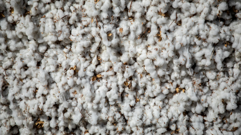 Raw Cotton