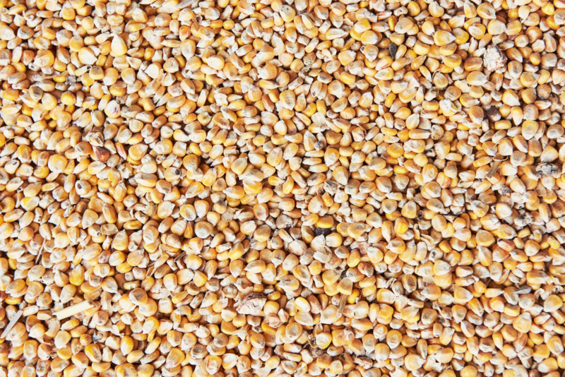 Maize