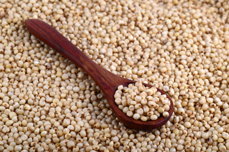 Sorghum