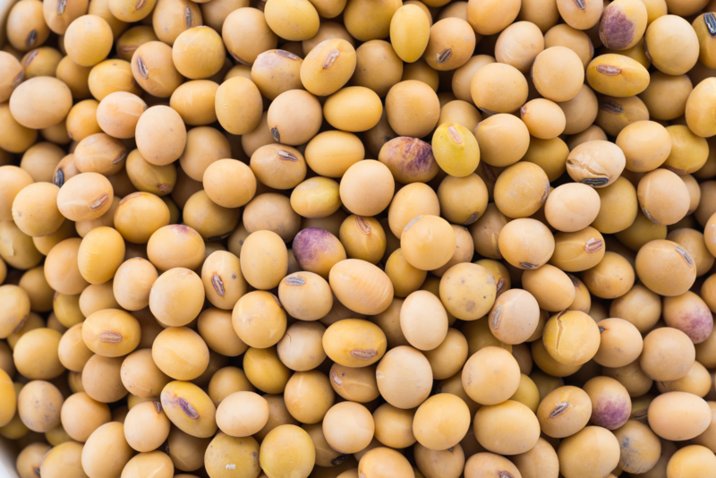 Soya Bean