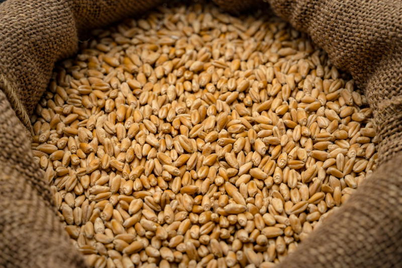 Wheat